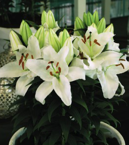 formosabulbs_lily Nashville