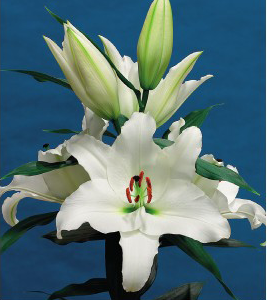 formosabulbs_lily Nashville