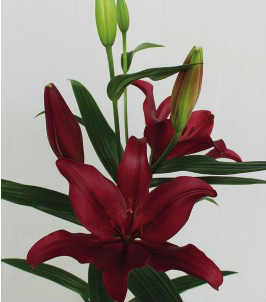 formosabulbs_lily Nashville