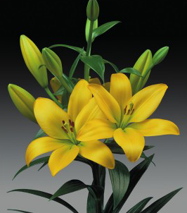 formosabulbs_lily Nashville