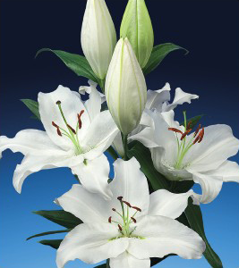 formosabulbs_lily Nashville