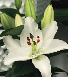formosabulbs_lily Nashville