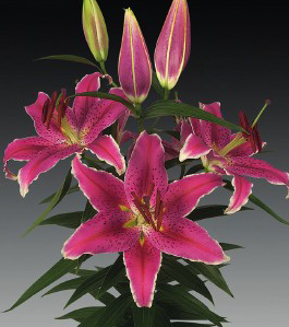 formosabulbs_lily Nashville