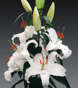 formosabulbs_lily Nashville