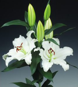 formosabulbs_lily Nashville