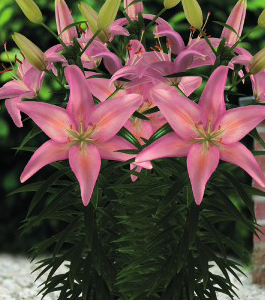 formosabulbs_lily Nashville