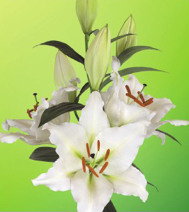 formosabulbs_lily Nashville