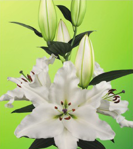 formosabulbs_lily Nashville