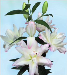 formosabulbs_lily Nashville