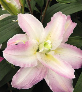 formosabulbs_lily Nashville
