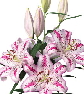 formosabulbs_lily Nashville