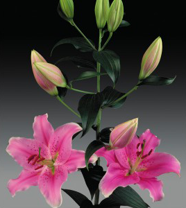 formosabulbs_lily Nashville