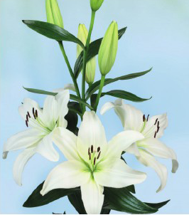 formosabulbs_lily Nashville