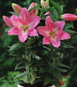 formosabulbs_lily Nashville