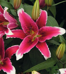 formosabulbs_lily Nashville