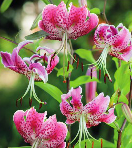 formosabulbs_lily Nashville