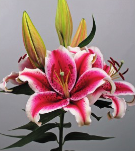 formosabulbs_lily Nashville