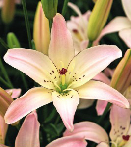 formosabulbs_lily Nashville