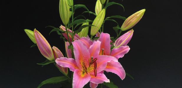 formosabulbs_lily Nashville