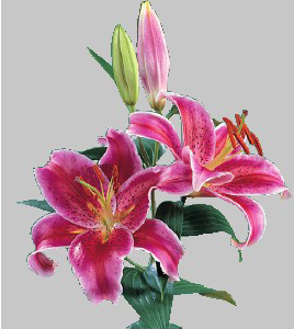 formosabulbs_lily Nashville