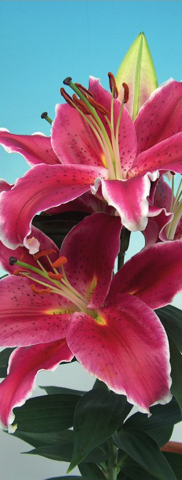 formosabulbs_lily Nashville