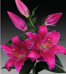 formosabulbs_lily Nashville
