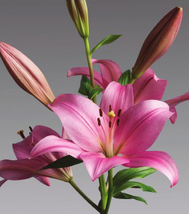 formosabulbs_lily Nashville