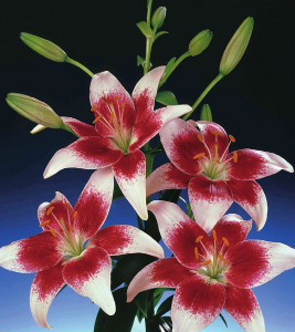 formosabulbs_lily Nashville
