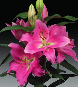 formosabulbs_lily Nashville
