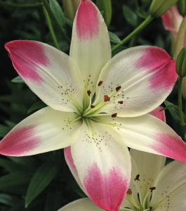 formosabulbs_lily Nashville