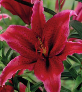 formosabulbs_lily Nashville