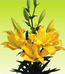 formosabulbs_lily Nashville