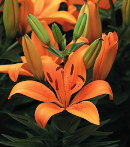 formosabulbs_lily Nashville