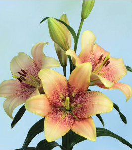 formosabulbs_lily Nashville