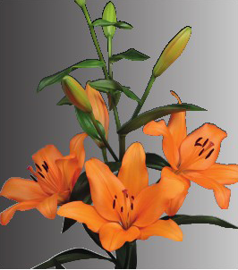 formosabulbs_lily Nashville