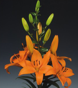 formosabulbs_lily Nashville