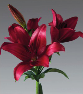 formosabulbs_lily Nashville
