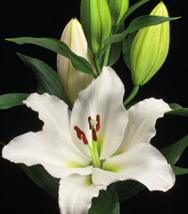 formosabulbs_lily Nashville