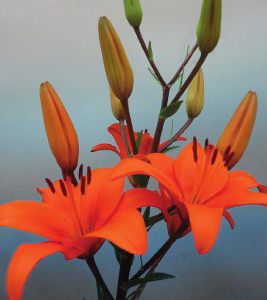 formosabulbs_lily Nashville