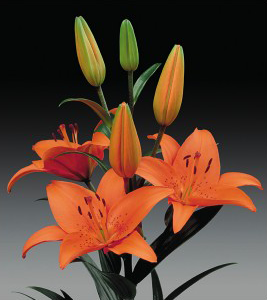 formosabulbs_lily Nashville