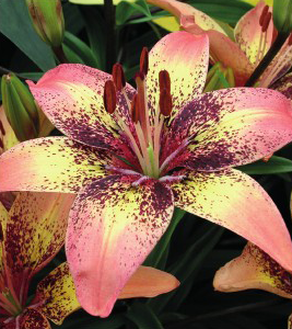 formosabulbs_lily Nashville