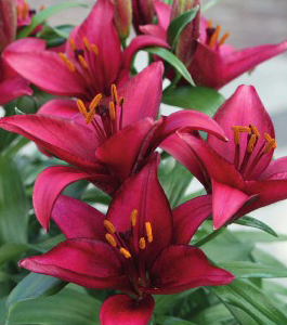 formosabulbs_lily Nashville