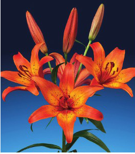 formosabulbs_lily Nashville