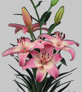 formosabulbs_lily Nashville