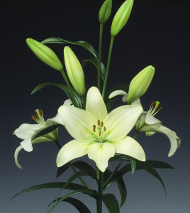 formosabulbs_lily Nashville
