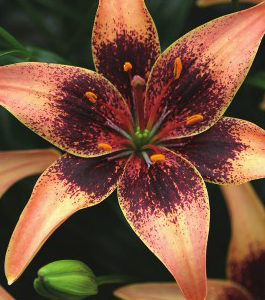 formosabulbs_lily Nashville