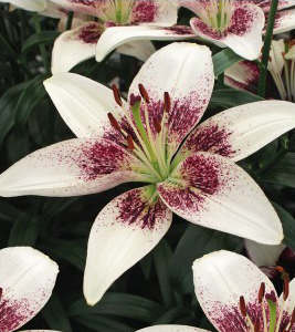 formosabulbs_lily Nashville