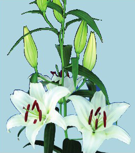 formosabulbs_lily Nashville
