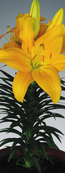 formosabulbs_lily Nashville