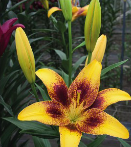 formosabulbs_lily Nashville